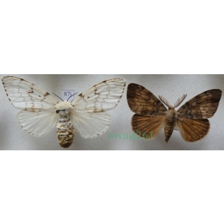 Lymantria dispar (Linnaeus, 1758) pair Brudnica nieparka Czech87j